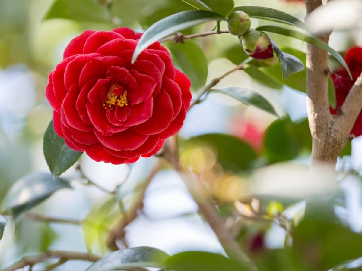 Tử vi ngày 1232022 Tuổi Sửu vận may tài lộc tuổi Tuất tin vui tiền bạc