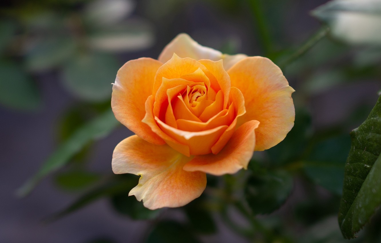 Tử vi 12 cung hoàng đạo ngày 1232022 Bọ Cạp cơ hội kiếm tiền Cự Giải đối mặt rắc rối