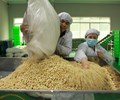 Vụ container điều xuất khẩu sang Ý Công ty môi giới Kim Hạnh Việt nói gì 