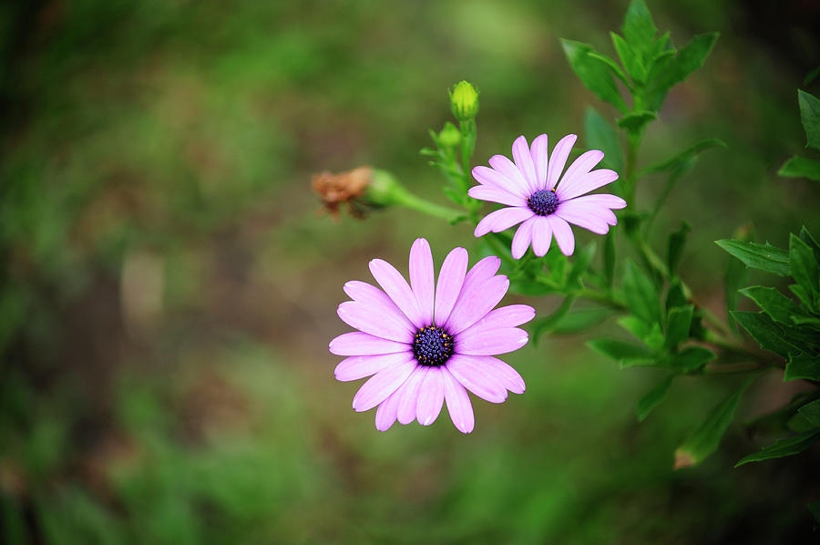 Tử vi ngày 1632022 Tuổi Hợi vận may tiền bạc tuổi Ngọ đích đến cận kề