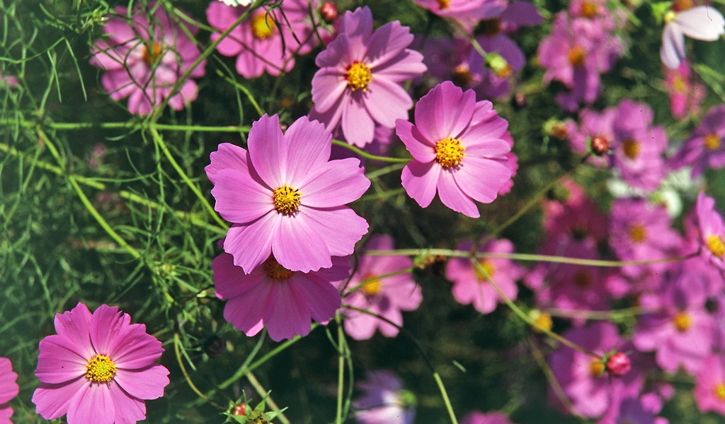 Tử vi 12 cung hoàng đạo ngày 1732022 Bảo Bình cơ hội đầu tư Xử Nữ dễ bị kích động