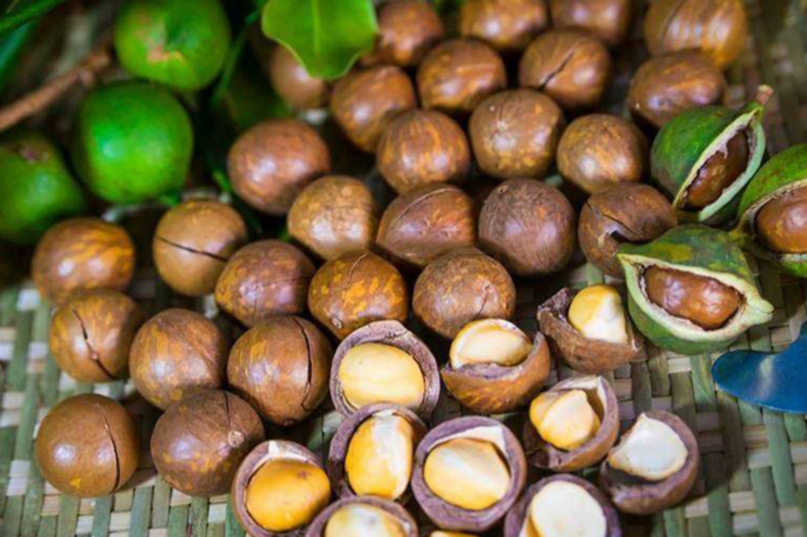 Xuất khẩu mắc ca kỳ vọng đạt 400 triệu USD vào năm 2030