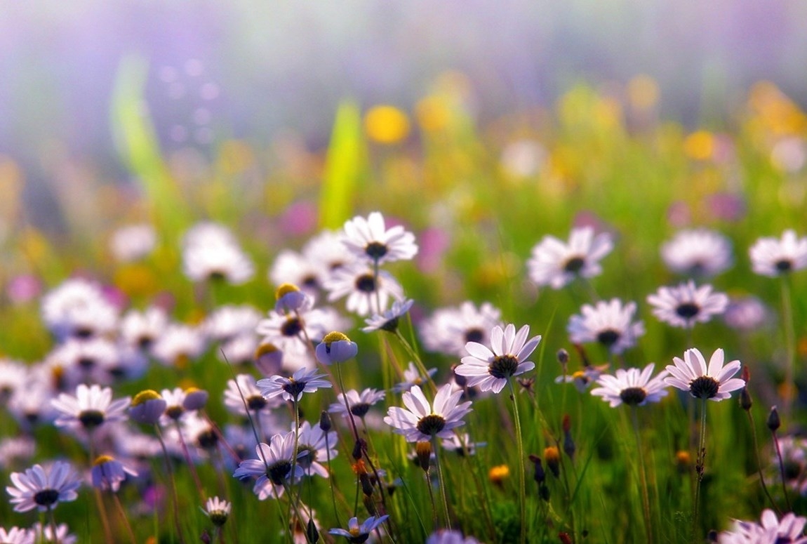 Tử vi ngày 1832022 Tuổi Thìn tự tin tiến bước tuổi Sửu bất ổn tâm tính