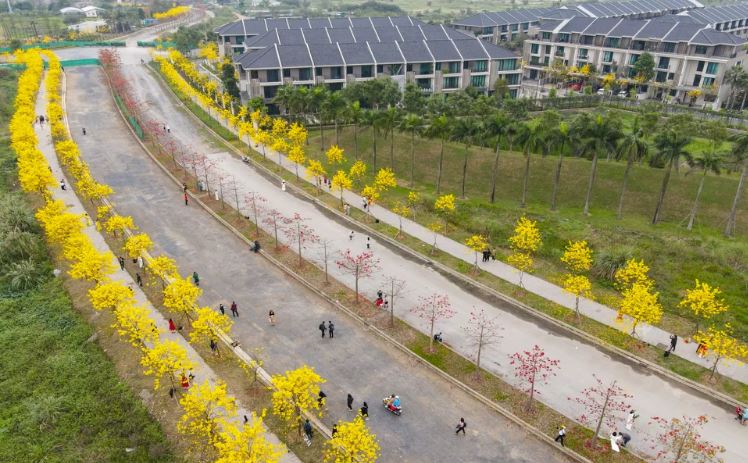 Ngắm đường hoa phong linh vàng óng ở Hà Nội