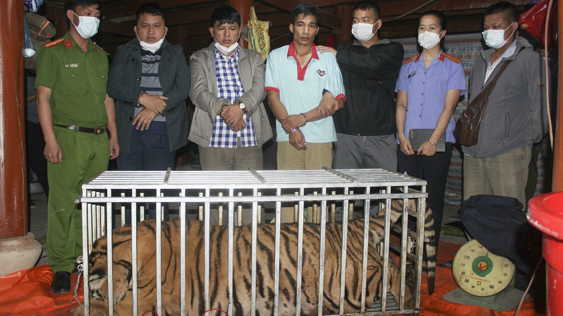 Tạm giữ hình sự 3 đối tượng giết hổ để nấu cao