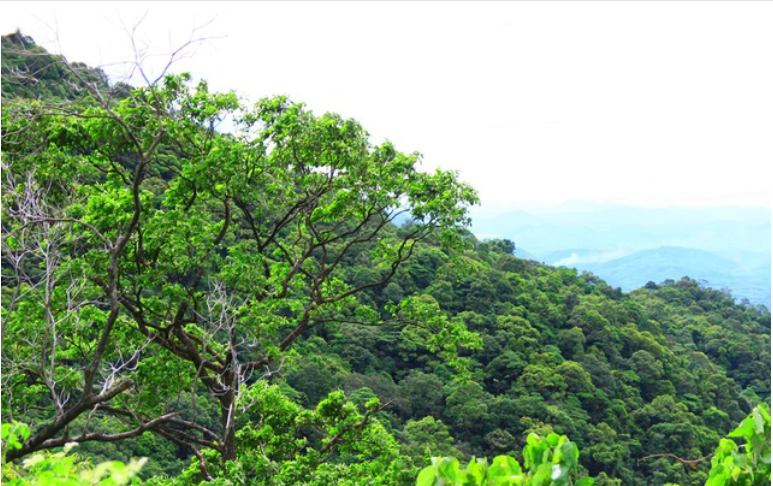 Khám phá vẻ đẹp hoang sơ, tĩnh lặng của Vườn quốc gia Bạch Mã - Huế