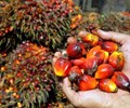 Indonesia sử dụng cơ chế thị trường để ổn định giá dầu ăn  