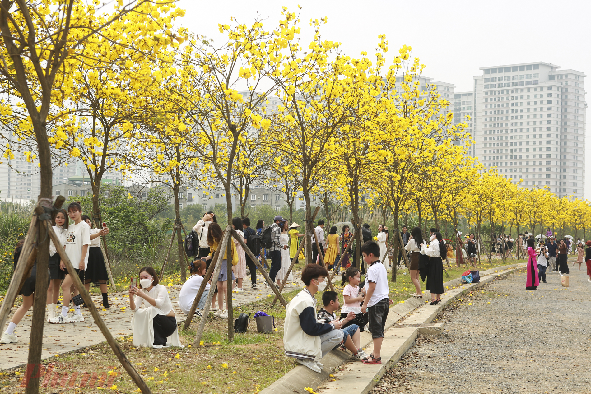 Đường hoa phong linh tại Hà Nội dừng đón khách
