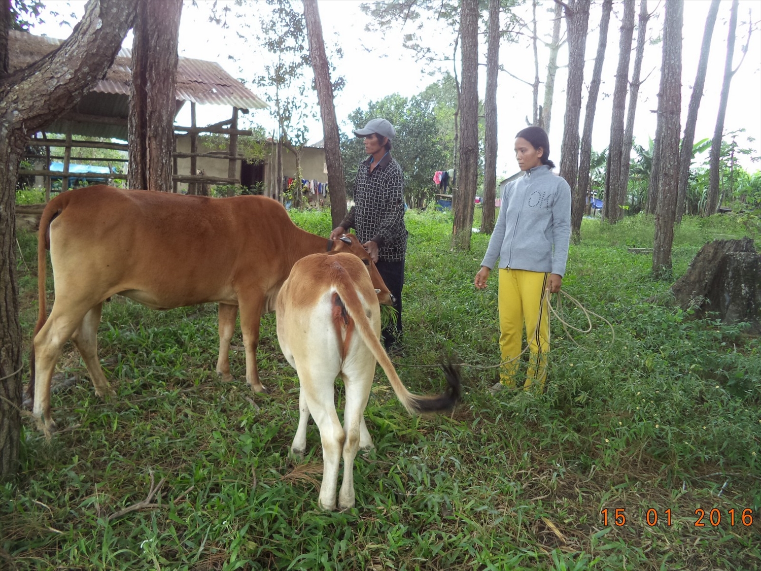 Chủ tịch Quảng Ngãi yêu cầu thu hồi gần 27 tỷ đồng chi sai hỗ trợ thoát nghèo