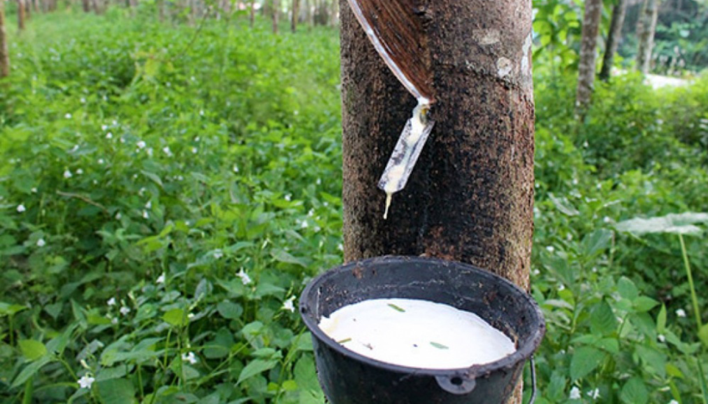 Cao su Việt Nam xuất khẩu sang Hàn Quốc tăng 7,9% so với cùng kỳ