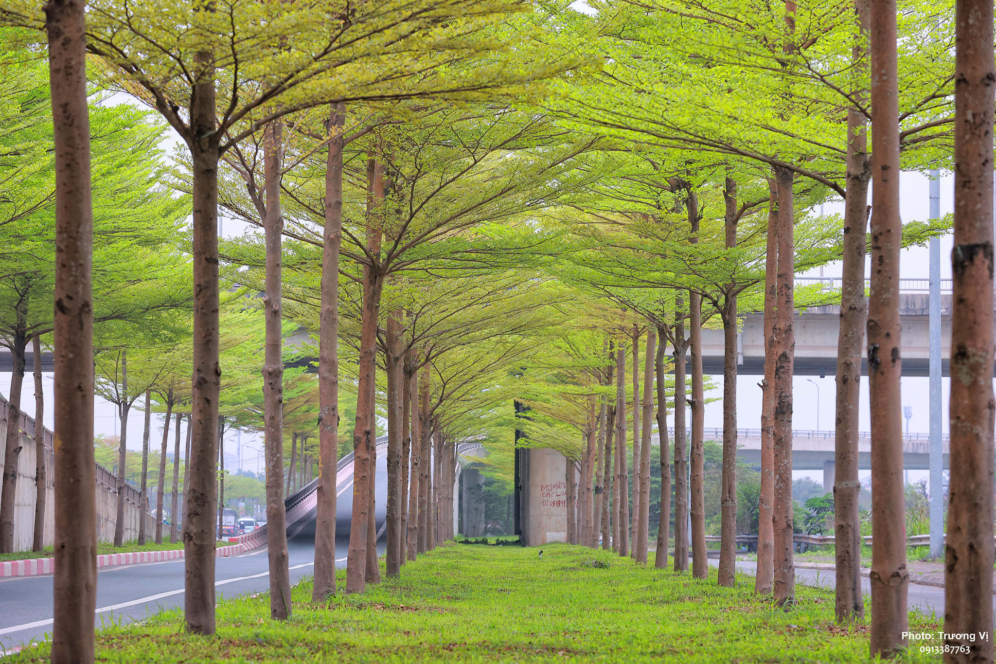 Bàng lá nhỏ khoe sắc tại nút giao thông Hà Nội - Bắc Giang