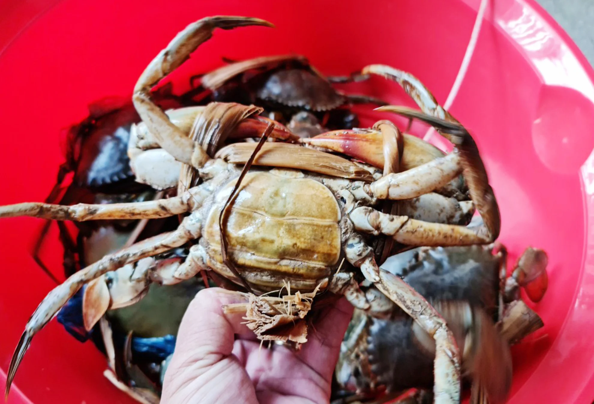 Tìm ra nguyên nhân cua Cà Mau chết bất thường trên diện rộng