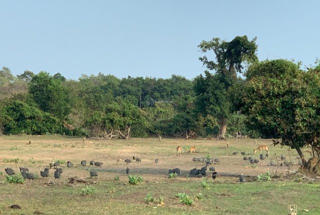 Bình Thuận Công ty Cổ phần Rạng Đông bị xử phạt hơn 500 triệu vì tự ý chuyển mục đích đất