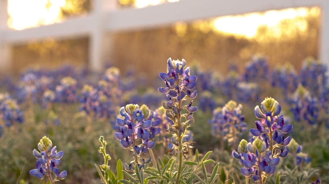 Tử vi tuần mới 283 - 34 Tuổi Hợi sự nghiệp bình ổn tuổi Tuất tình cảm gian truân