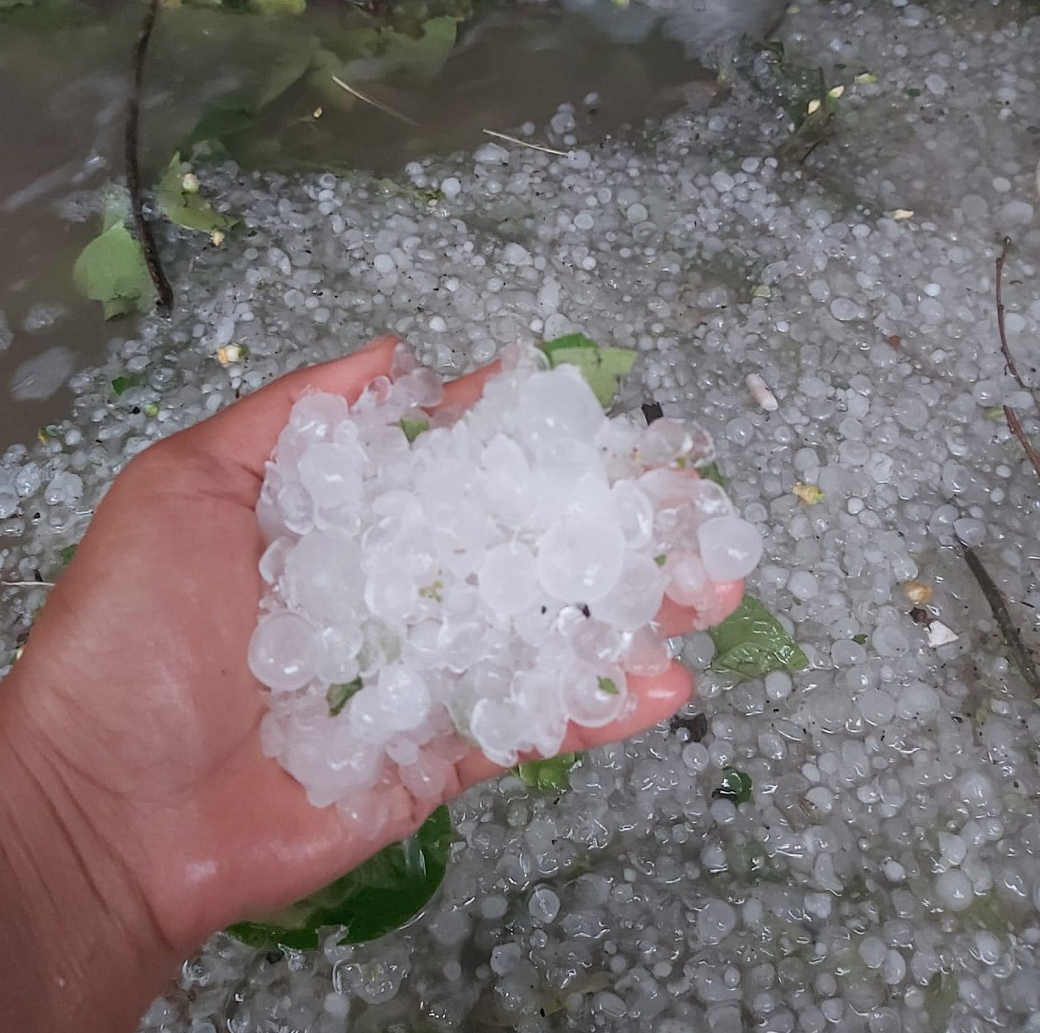 Trận mưa đá lịch sử khiến hàng trăm ha hoa màu bị hư hại tại Đà Lạt