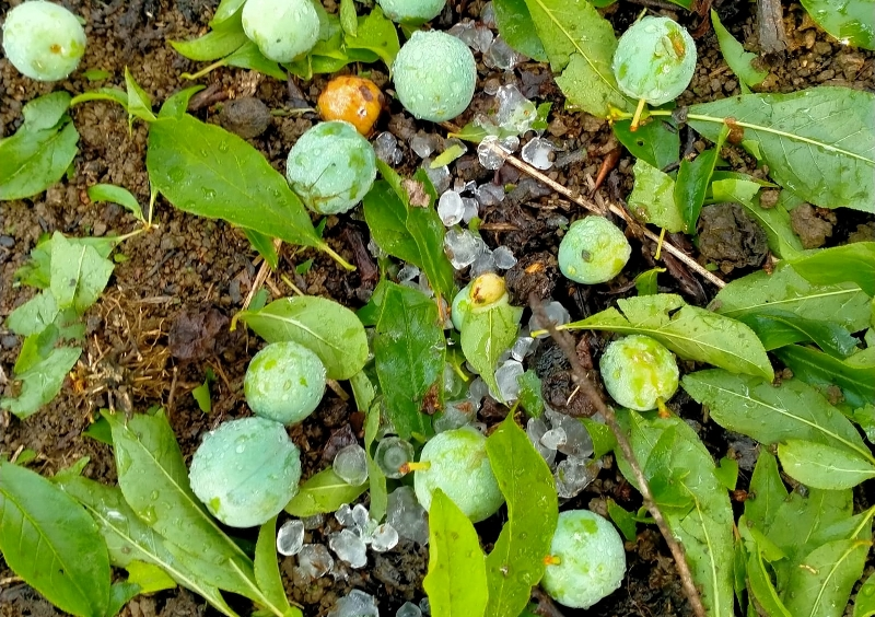 Mưa đá, dông lốc tiếp tục gây thiệt hại tại nhiều địa phương