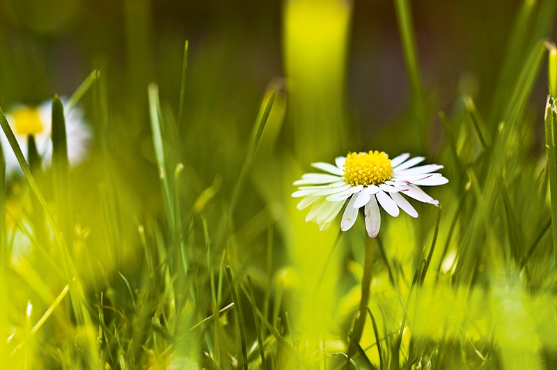 Tử vi ngày 3032022 Tuổi Tỵ tiếp cận tài lộc tuổi Tý dễ có tranh cãi