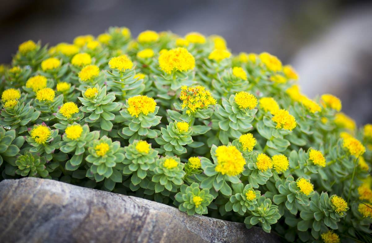 Tử vi ngày 642022 Tuổi Tý có thể nhận được một khoản tiền tuổi Hợi đón nhiều tin vui