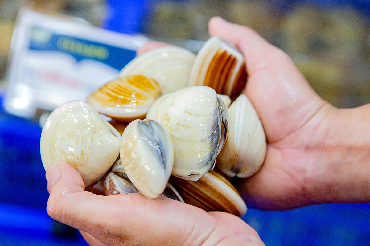 Xuất khẩu nhuyễn thể có vỏ quý I2022 đạt trên 30 triệu USD