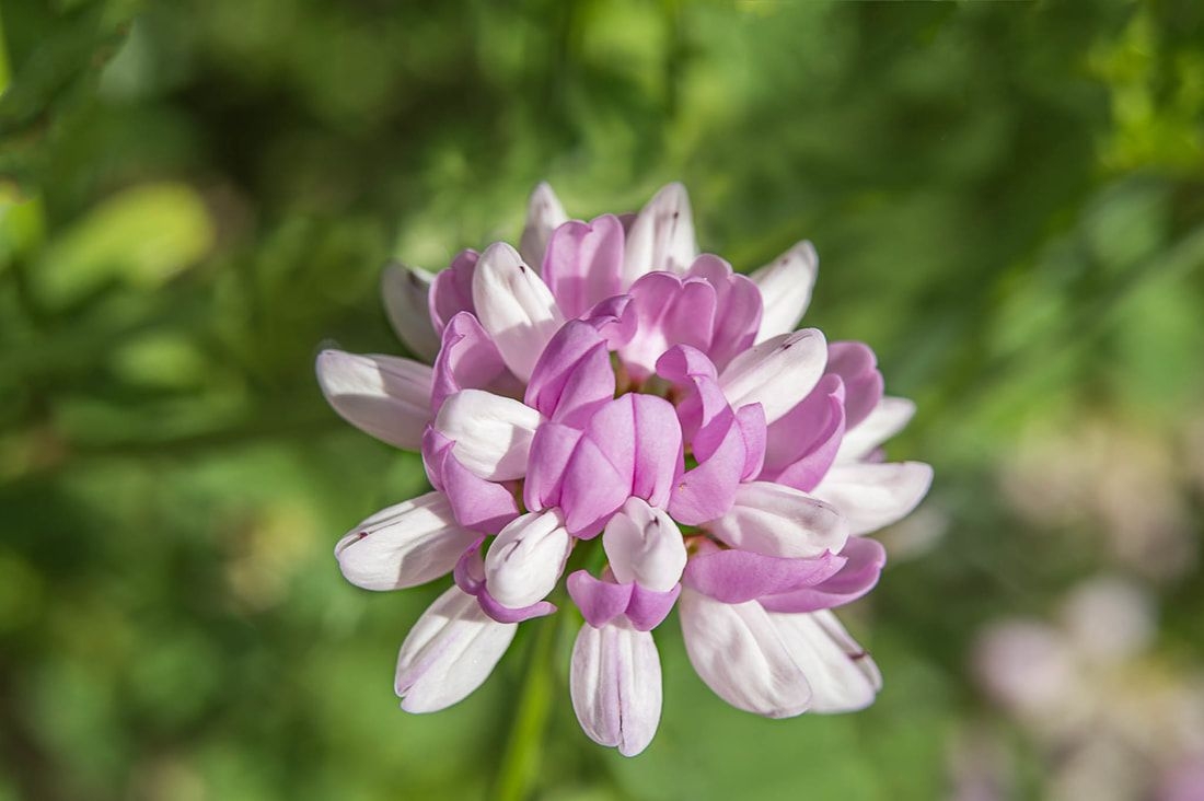 Tử vi ngày 842022 Tuổi Mão cải thiện thu nhập tuổi Dậu thành quả bất ngờ