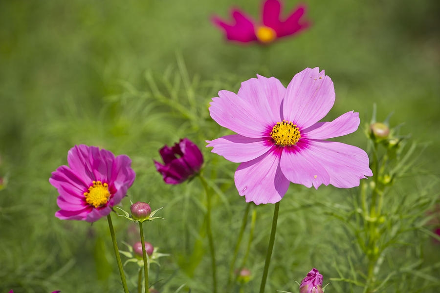 Tử vi 12 cung hoàng đạo ngày 1042022 Bọ Cạp có cơ hội tạo ấn tượng cho người khác phái