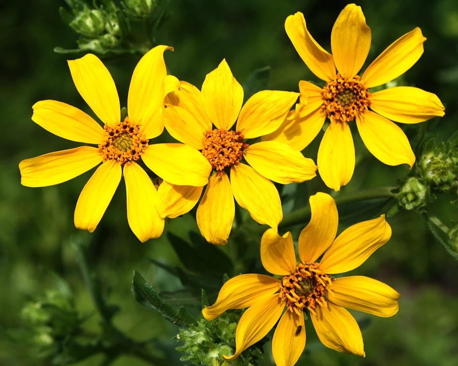 Tử vi ngày 1142022 Tuổi Dần quyết đoán khi đứng trước các sự lựa chọn