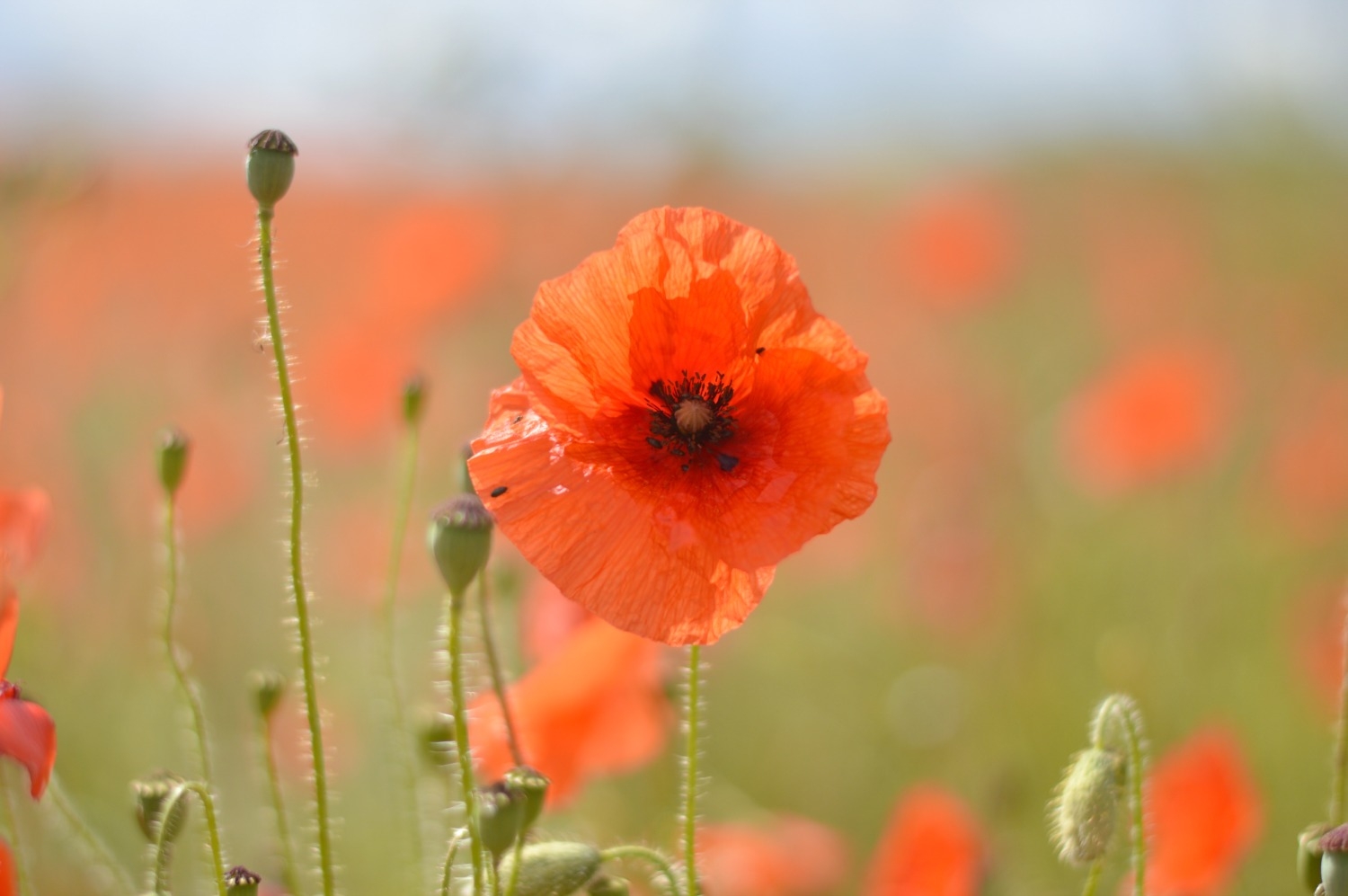 Tử vi tuần mới 114 - 1742022 Tuổi Sửu đón nhận duyên lành Tuổi Tý trăn trở sự nghiệp