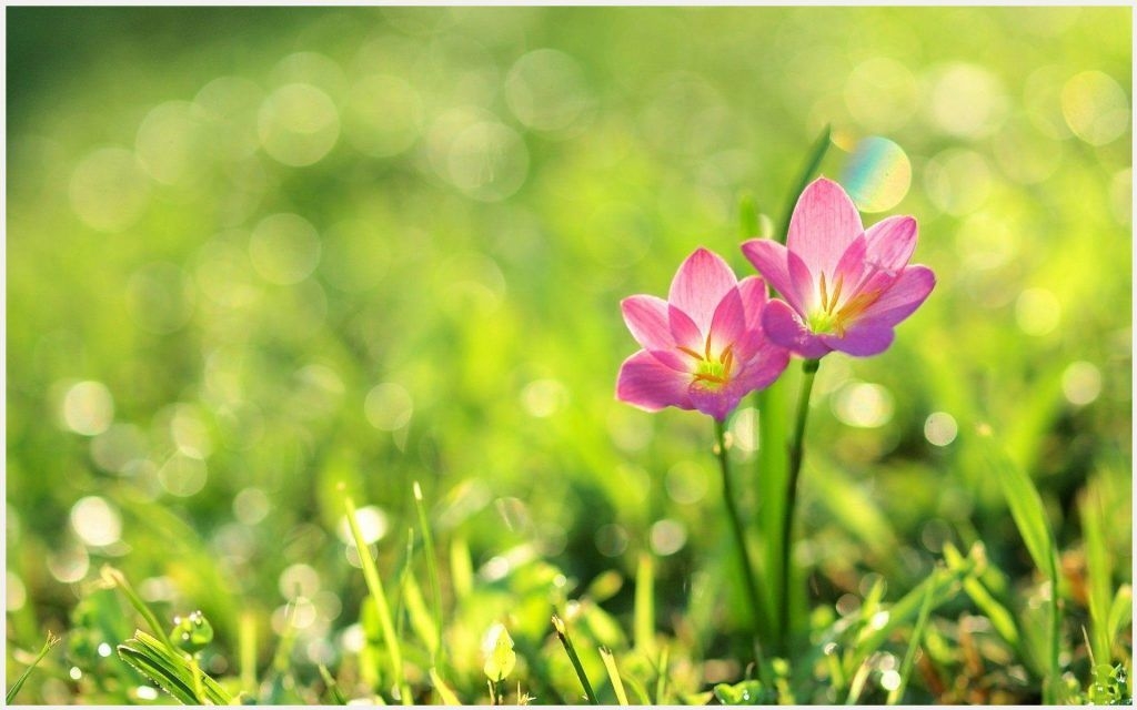 Tử vi ngày 1242022 Tuổi Mão nâng cao danh tiếng tuổi Tý rạn nứt tình cảm