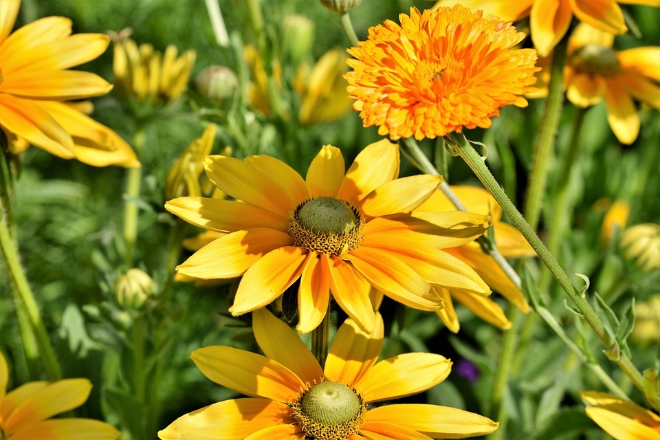 Tử vi 12 cung hoàng đạo tuần từ 114 - 174 Bạch Dương thăng trầm bất định