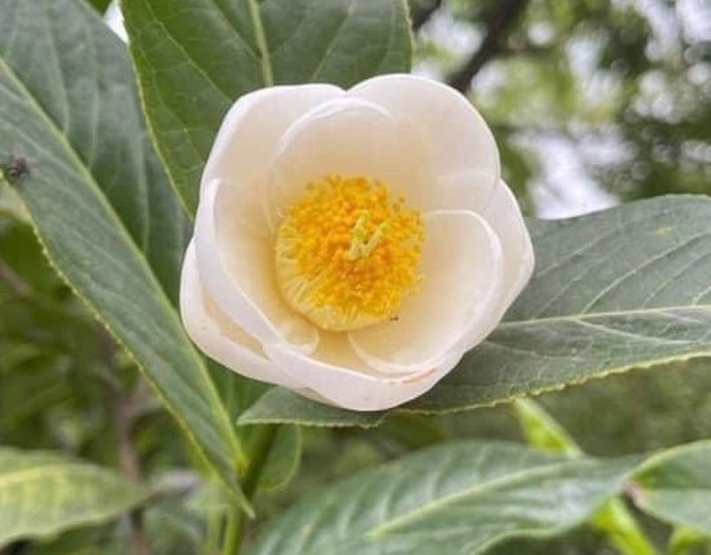 Cẩn trọng trước “cơn sốt” cây Bạch Hải Đường