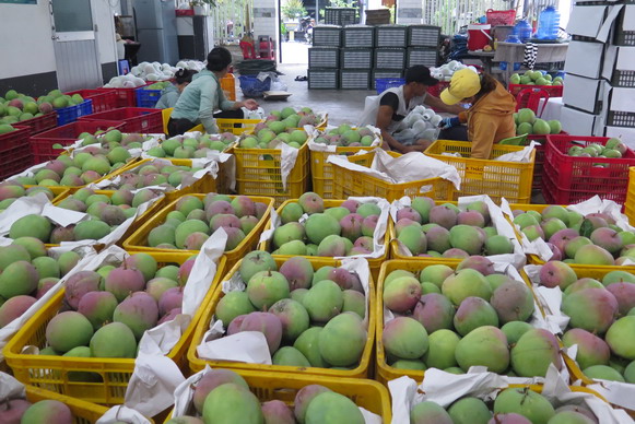 Giá xoài Úc ở Khánh Hòa rớt “kỷ lục”