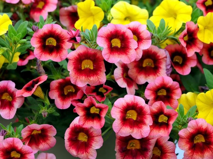 Tử vi 12 cung hoàng đạo tuần từ 184 - 244 Kim Ngưu tài lộc ổn định, Bạch Dương rắc rối tiền bạc