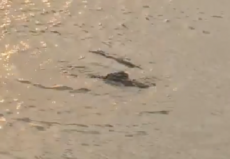 Thực hư thông tin cá sấu bơi lội qua lại ở Hồ Tây