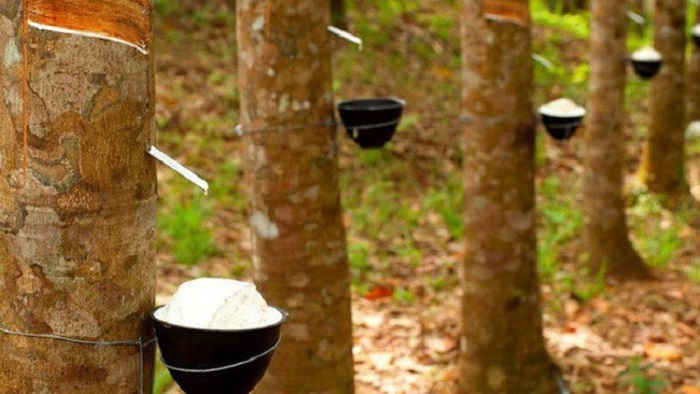 Lãnh đạo và người nhà Cao su Thống Nhất (TNC) muốn thoái vốn ở vùng giá đỉnh