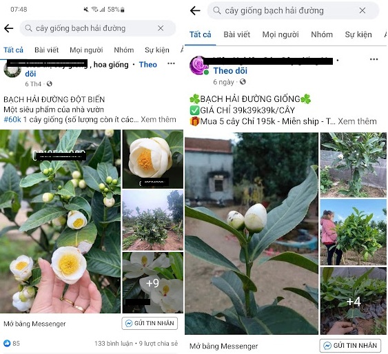 Vì sao cây Bạch Hải Đường được rao bán tiền tỷ đã nhanh chóng rớt giá thảm