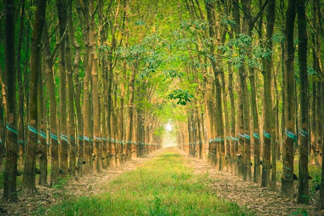 Cổ phiếu lao dốc, lãnh đạo DRI không bán cổ phiếu nào trong số đã đăng ký