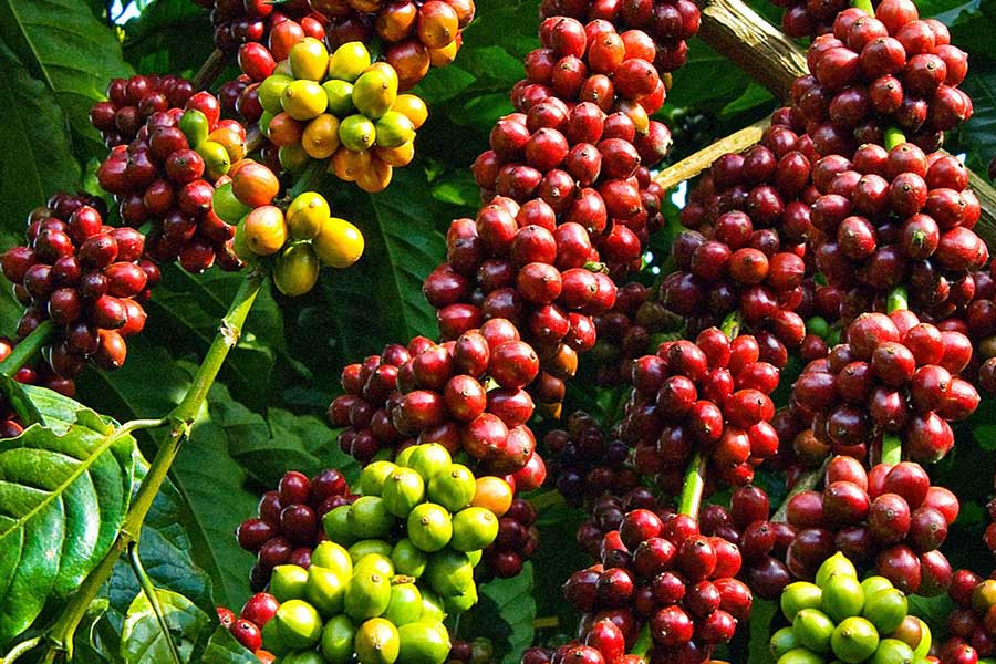 Giá cà phê hôm nay 214 Cà phê arabica tiếp tục chịu áp lực giảm