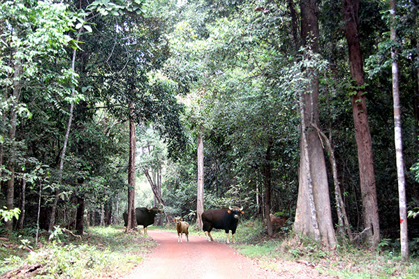 Đồng Nai kiến nghị UNESCO cho ý kiến về việc xây dựng cầu Mã Đà  