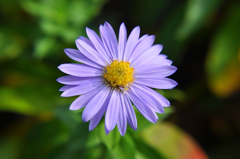 Tử vi ngày 2742022 Tuổi Dần thành quả xứng đáng tuổi Dậu chớ vội cả tin