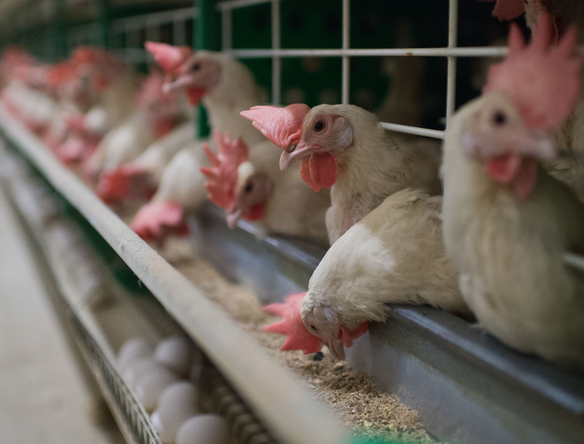 Trung Quốc phát hiện người đầu tiên trên thế giới nhiễm cúm gia cầm H3N8 