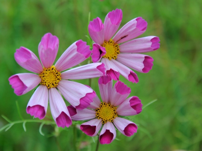 Tử vi ngày 2942022 Tuổi Tỵ gia tăng thu nhập tuổi Mùi lao đao tin xấu