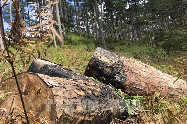 Lâm Đồng lắp camera ngăn chặn phá rừng