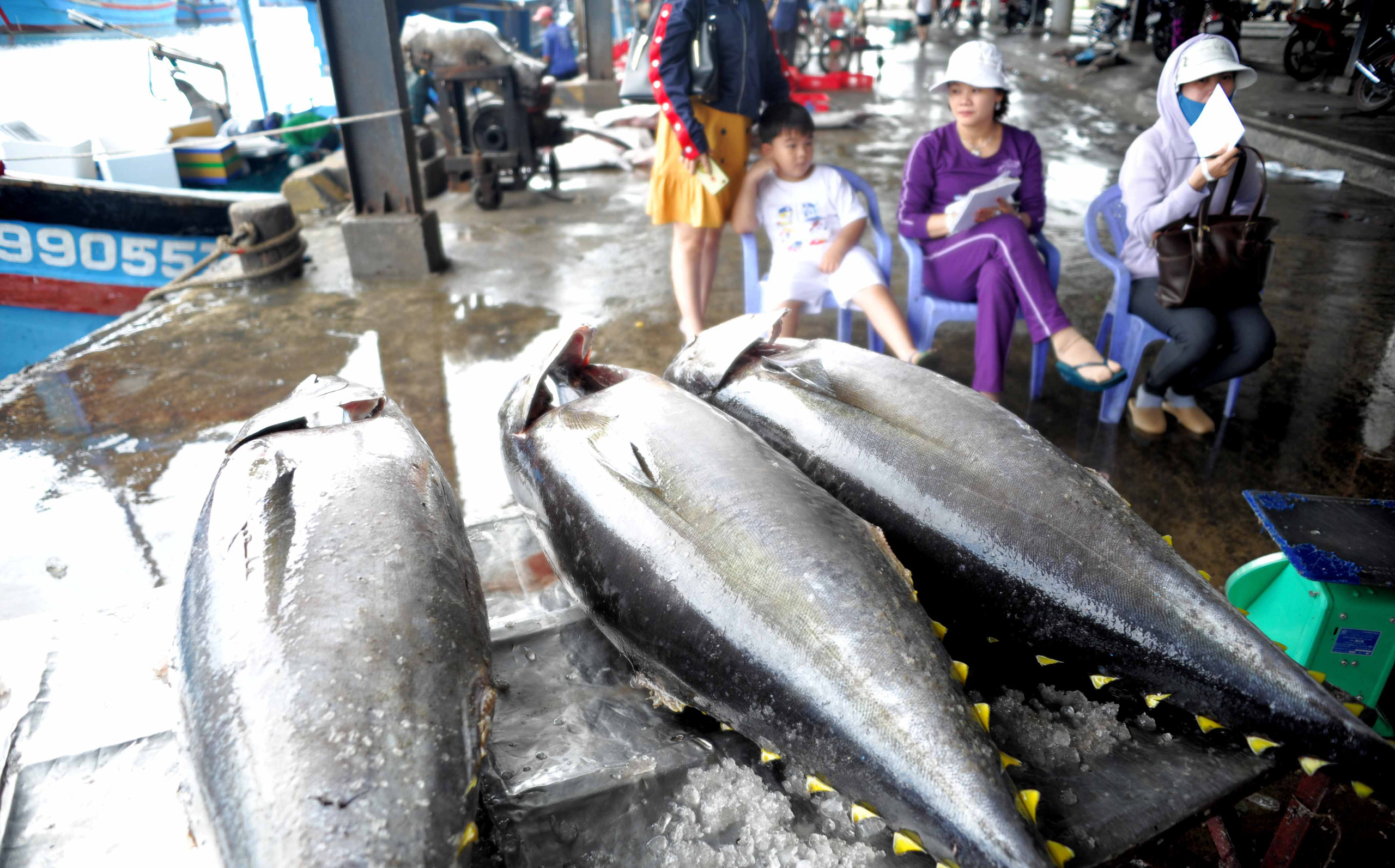 Xuất khẩu cá ngừ sang Bồ Đào Nha tăng vọt 135%, đạt 1,1 triệu USD