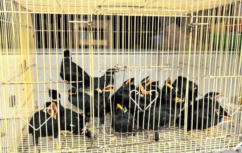 Phát hiện một cơ sở nuôi nhốt 19 con chim Nhồng quý hiếm tại Tây Ninh