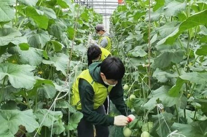  Chính phủ đồng ý tiếp tục thí điểm đưa người lao động đi làm việc thời vụ tại Hàn Quốc