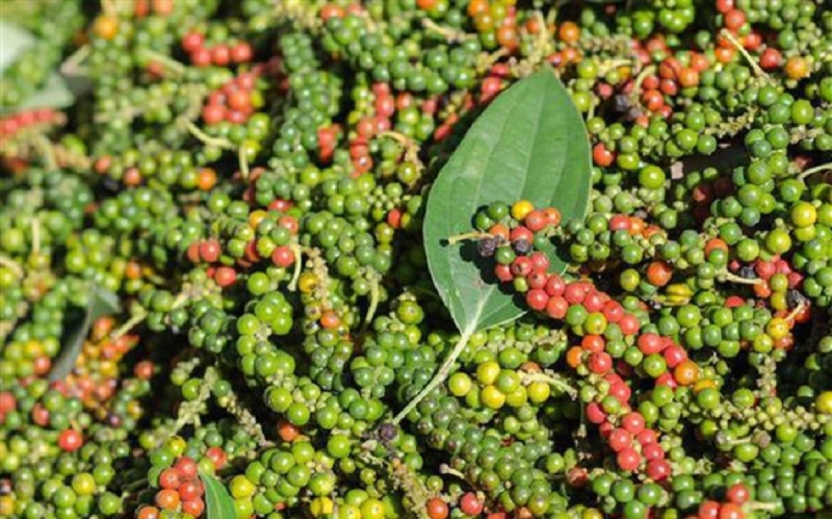 Giá tiêu hôm nay 95 Giảm nhẹ 500 đồng tại các vùng trọng điểm