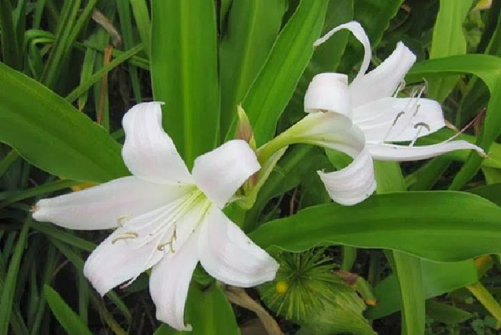 Nga Phụ Khang - Lựa chọn hàng đầu cho người bị u nang buồng trứng