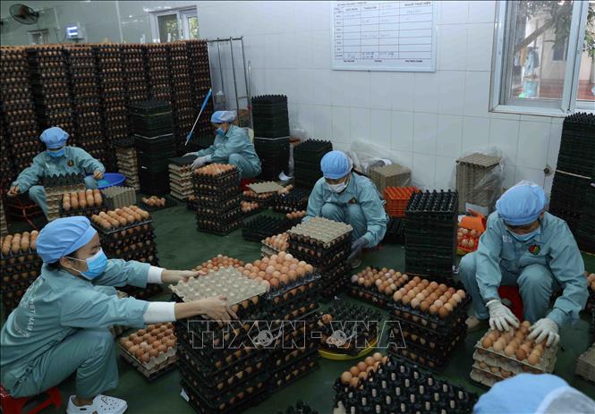 Lãnh đạo Dabaco Việt Nam nói gì về giá cổ phiếu DBC rớt thảm thời gian qua