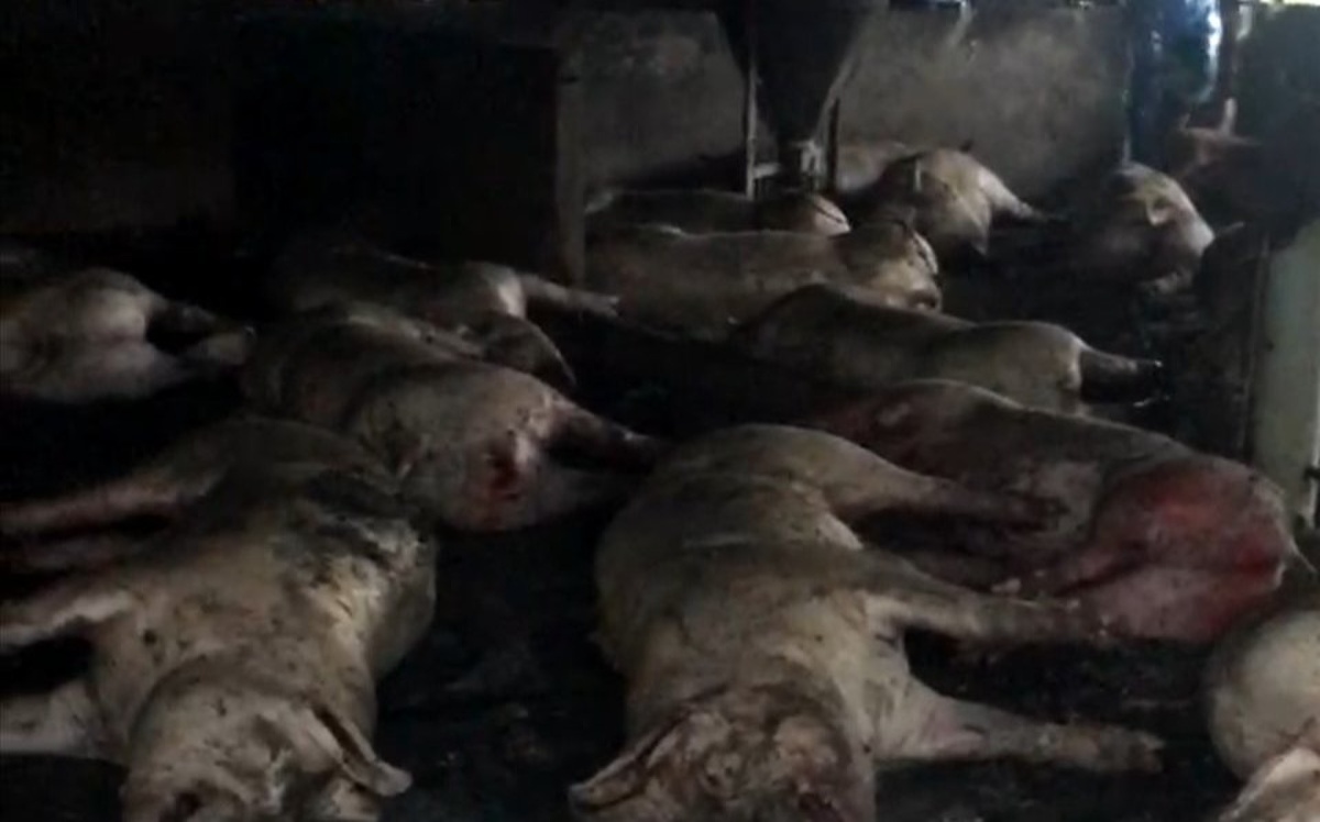 Sét đánh chết gần 300 con lợn tại một trang trại ở Thái Bình
