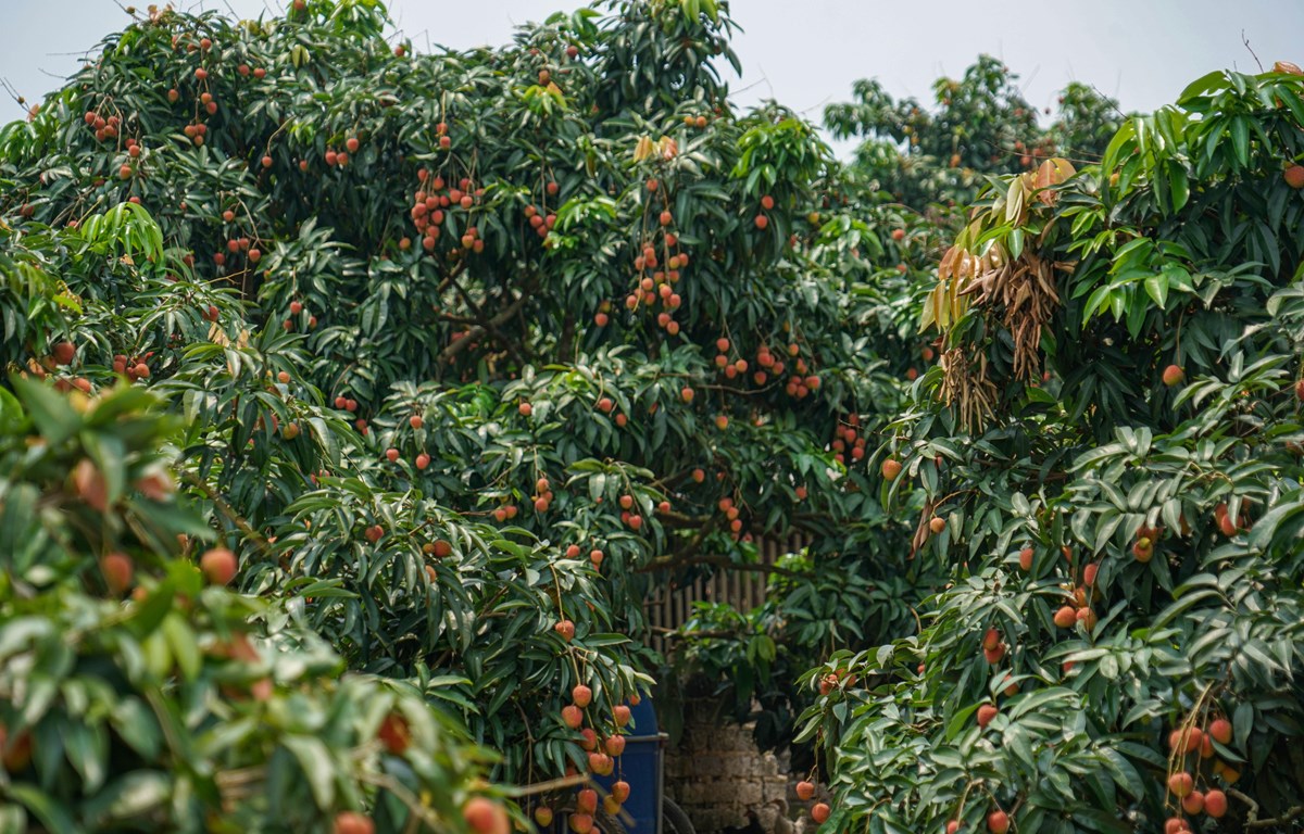 Hơn 100 thương nhân Trung Quốc sẽ đến Bắc Giang thu mua vải thiều